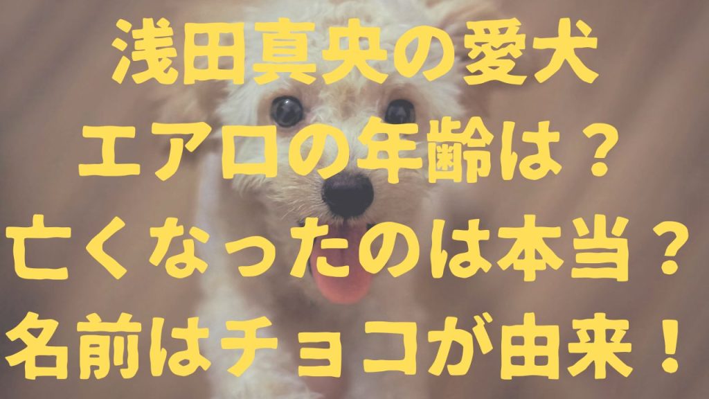 浅田真央の愛犬エアロの年齢は？亡くなったのは本当？名前はチョコが由来！